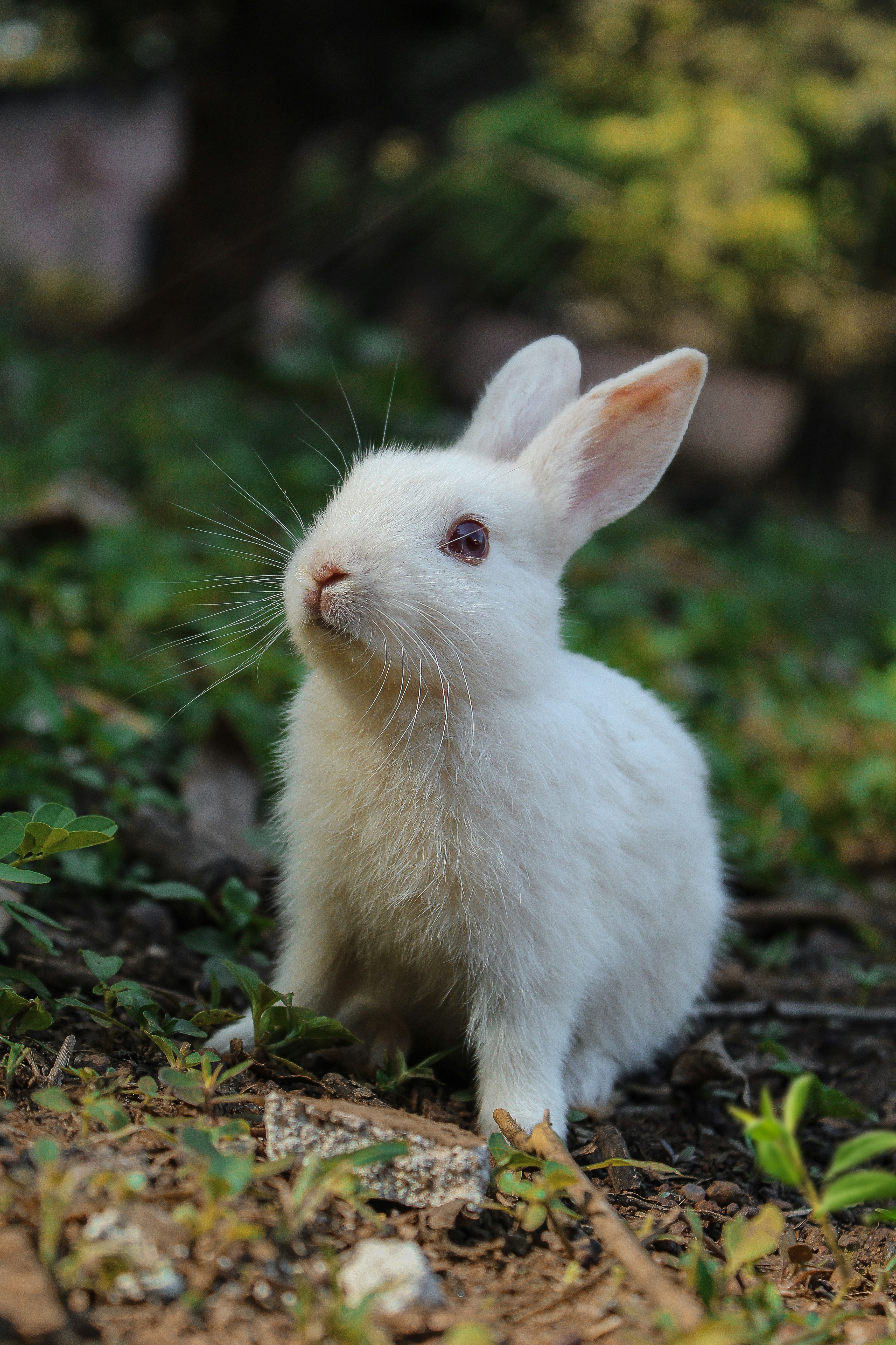 photograph of white fluffy bunny with moss in the background.